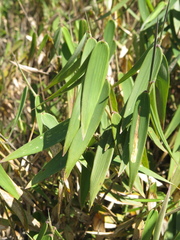 Aulonemia bogotensis