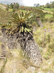 Espeletia rabanalensis