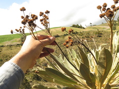 Espeletia rabanalensis