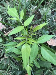 Ailanthus altissima