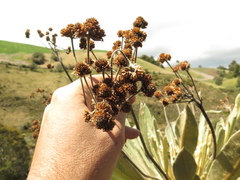 Espeletia rabanalensis