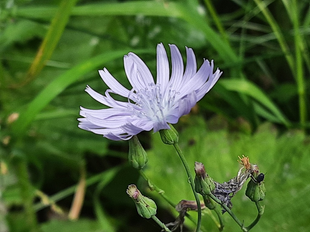 Cicerbita racemosa