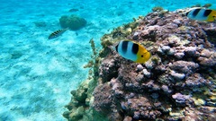 Chaetodon ulietensis