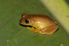 Afrixalus fornasini