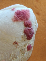 Homotrema rubrum
