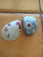 Homotrema rubrum