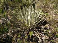 Espeletia