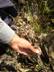 Espeletia