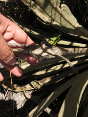 Espeletia