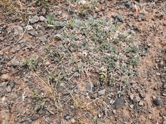 Astragalus brevifolius