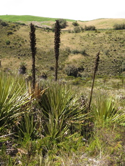 Puya goudotiana