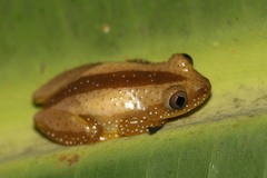 Afrixalus fornasini