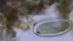 Ciliophora
