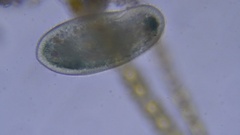 Ciliophora