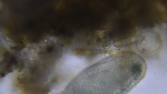 Ciliophora