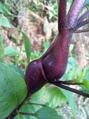 Procecidochares utilis