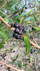 Smilax auriculata