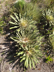 Espeletia rabanalensis