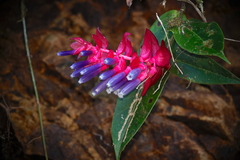 Cavendishia lindauiana