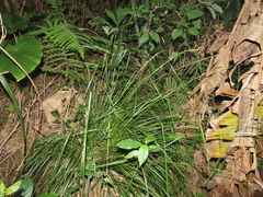 Carex brunnea