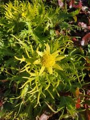 Sanicula arctopoides