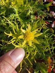 Sanicula arctopoides