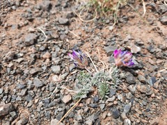 Oxytropis racemosa