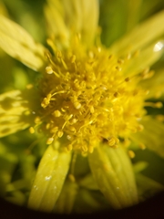 Sanicula arctopoides