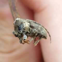 Aerenea brunnea