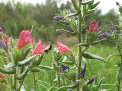 Echium rosulatum