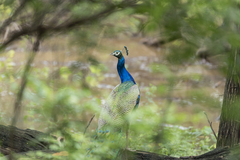 Pavo cristatus