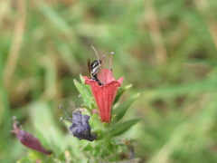 Echium rosulatum