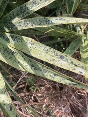 Protosteliomycetes