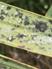 Protosteliomycetes
