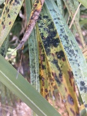 Protosteliomycetes