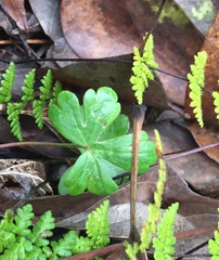 Aquilegia canadensis