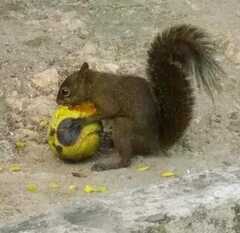 Sciurus aestuans ingrami