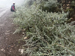 Lotononis sericophylla