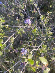 Ceanothus tomentosus