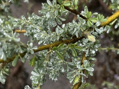 Lotononis sericophylla