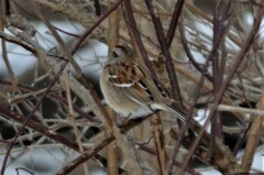 Spizelloides arborea