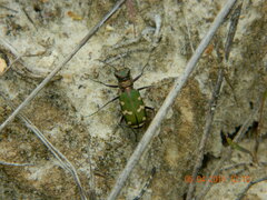 Cicindela soluta