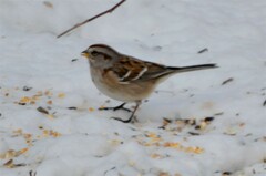 Spizelloides arborea