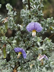 Lotononis sericophylla