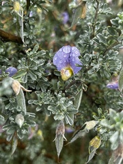 Lotononis sericophylla