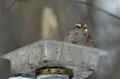 Spizelloides arborea