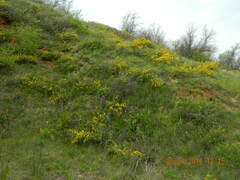 Chamaecytisus ruthenicus