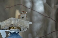 Spizelloides arborea