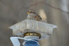 Spizelloides arborea