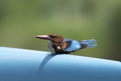 Halcyon smyrnensis